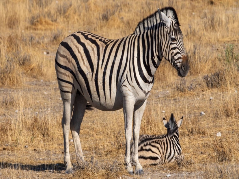 4-Day Luxury Safari Tarangire National Park, Serengeti National Park and Ngorongoro Crater 2