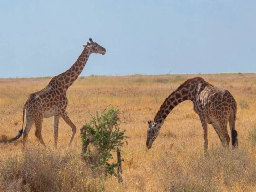 4-Day Luxury Safari Tarangire National Park, Serengeti National Park and Ngorongoro Crater 3
