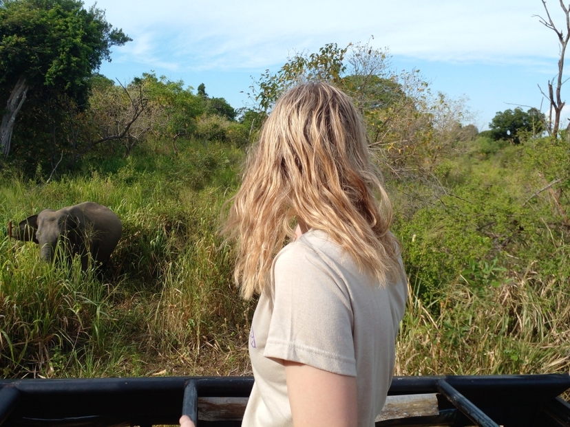 Elephant in Sri Lanka 2