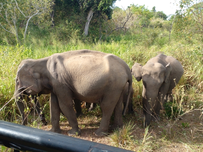 Elephant in Sri Lanka 4
