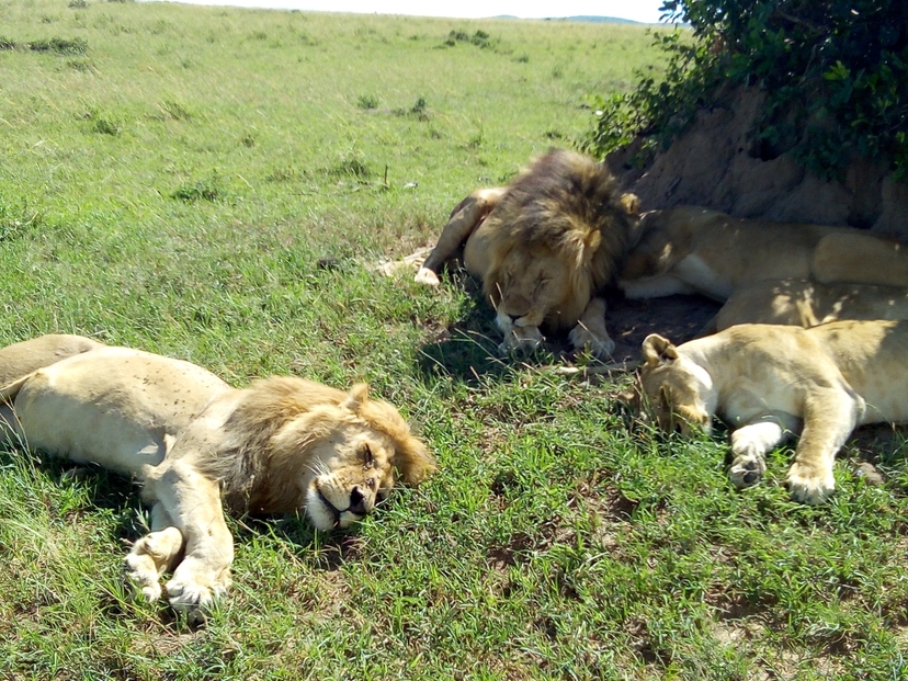 Ultimate Maasai Mara Escape: 3 Days of Wildlife & Nature 3