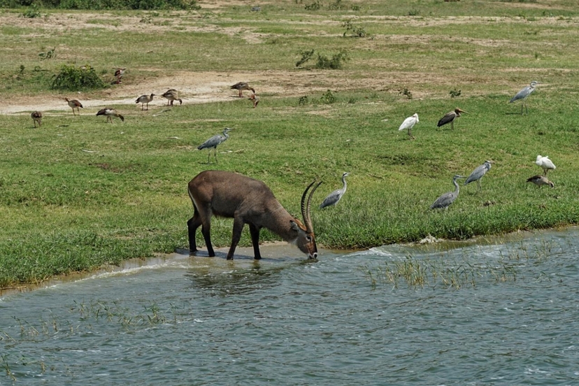One Amazing African Week 3