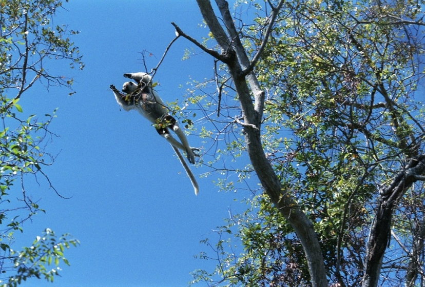 Madagascar magical 4