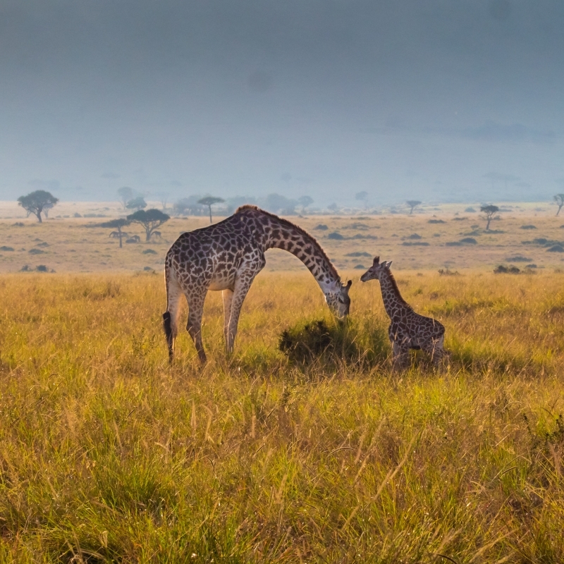 Classic Journeys Kenya, Best of Kenya Wildlife Safari 2025 Program 1