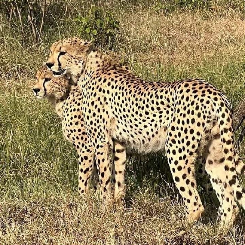 Unforgettable 6-Day Kenya Safari: Game Drives, Horse Riding & More 1