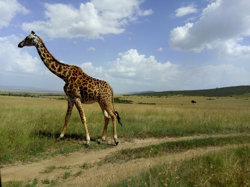 Unforgettable 6-Day Kenya Safari: Game Drives, Horse Riding & More 3