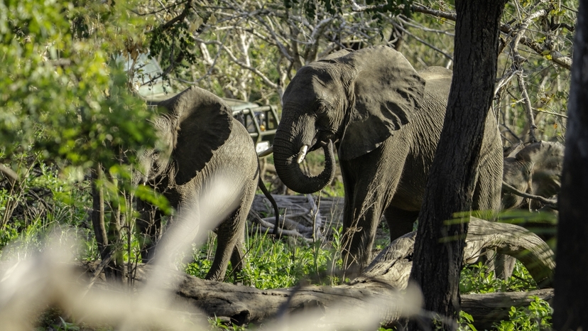 Nyerere National Park – The Best 1 Day Safari From Zanzibar 4