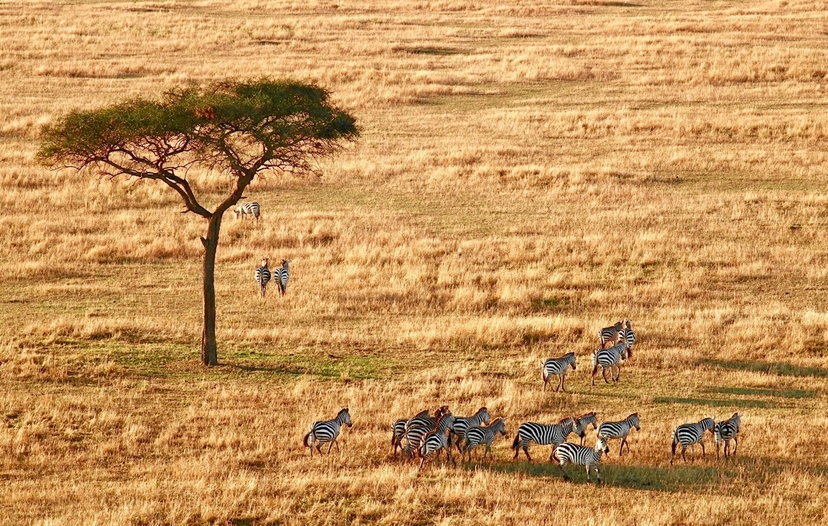 Tanzania Classic Safari Tour 3