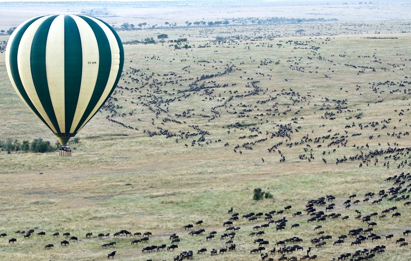 The Daring Mara River Crossing of the Great Migration 4