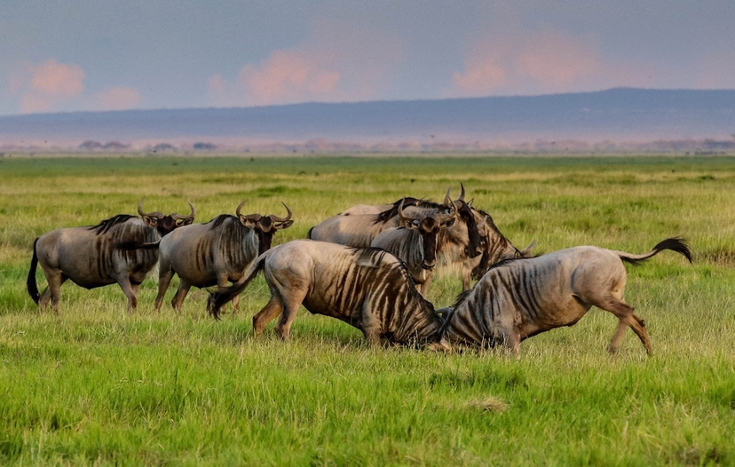 The Great Migration, Calving Season, Ndutu Area 2