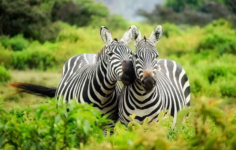 Wild Romance: Tanzania’s Big Five Safari and Beach Getaway 3