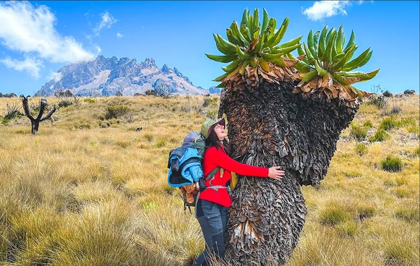 Conquering Mt. Kilimanjaro via the Northern Circuit Route 4