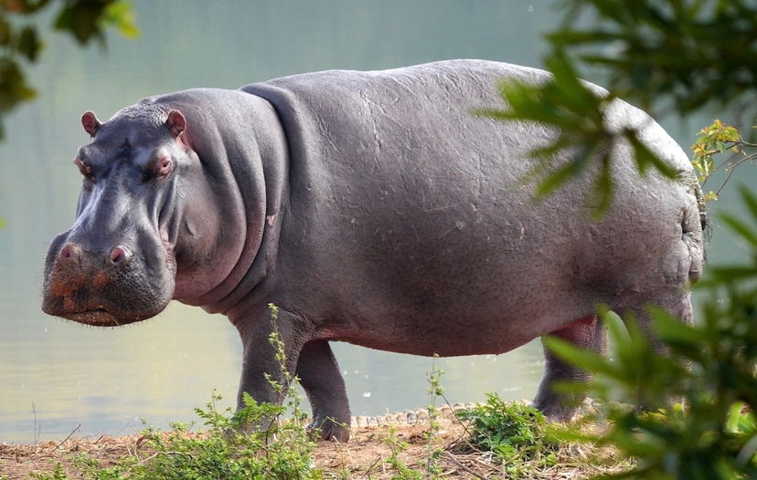 5 Day Primate Trek: Gorillas and Chimps, Rwanda to Uganda 4