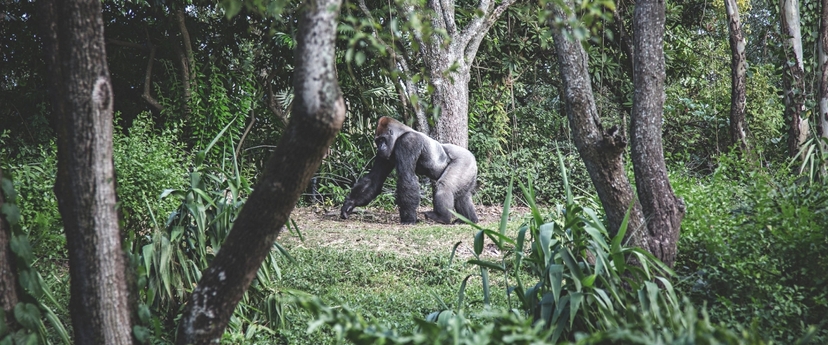 Rwanda Gorilla Trekking in 3 days 3