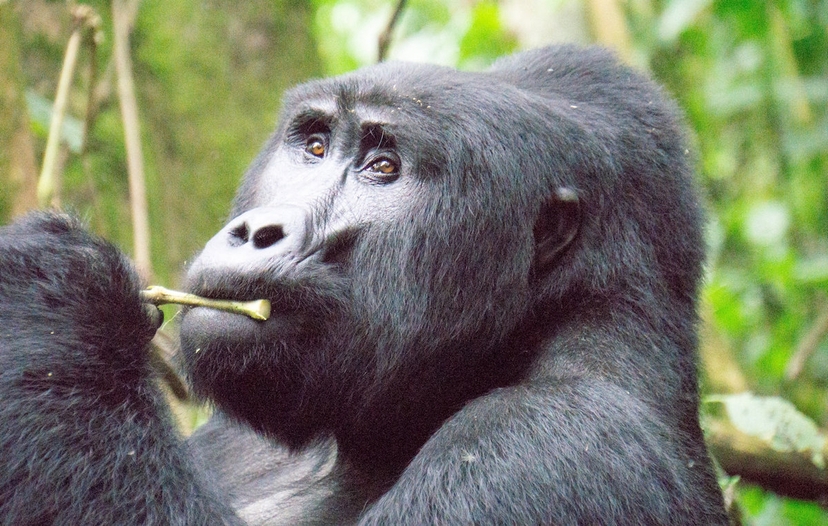Thrilling 4-Day Gorilla Adventure in Rwanda & Uganda 3