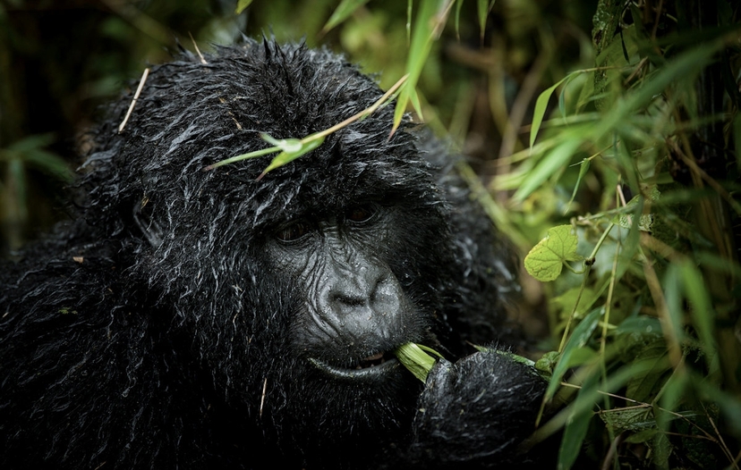 Explore Rwanda & Uganda in 5 Days of Gorilla Adventure 3