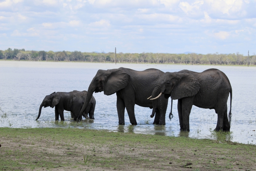 2 Days Luxury Selous Safari Tour 2