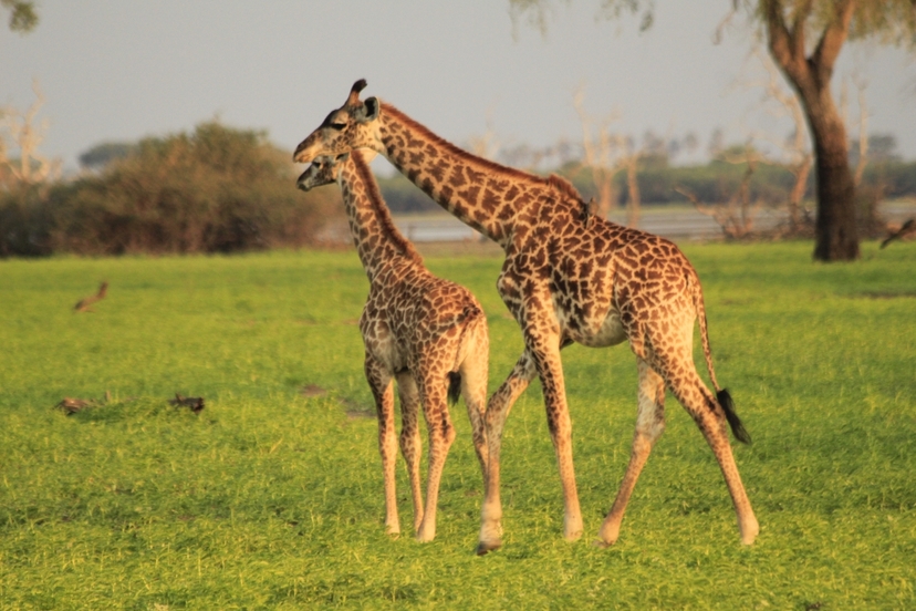 2 Days Luxury Selous Safari Tour 4
