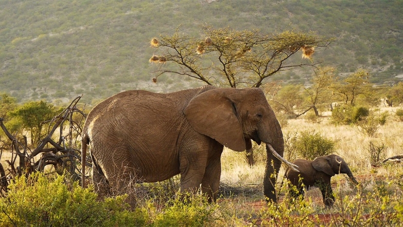 Kenya Safari Experience: Samburu, Aberdares, Amboseli & Masai Mara 2