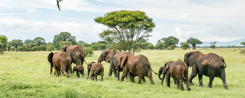 3 Days Classic Serengeti & Ngorongoro Safari 3