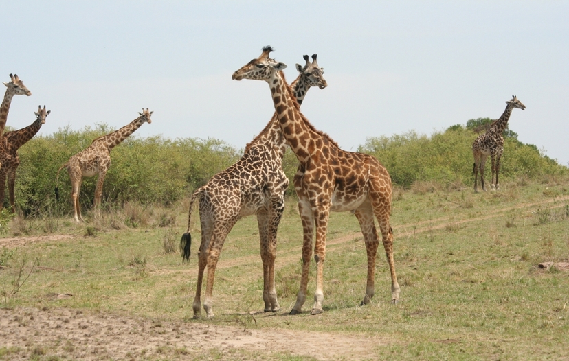 Best of Kenya: 6-Day Safari to Samburu, Aberdares, Nakuru & Masai Mara 3