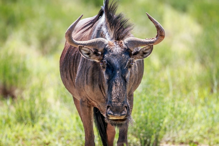 Best of Kenya: 6-Day Safari to Samburu, Aberdares, Nakuru & Masai Mara 4