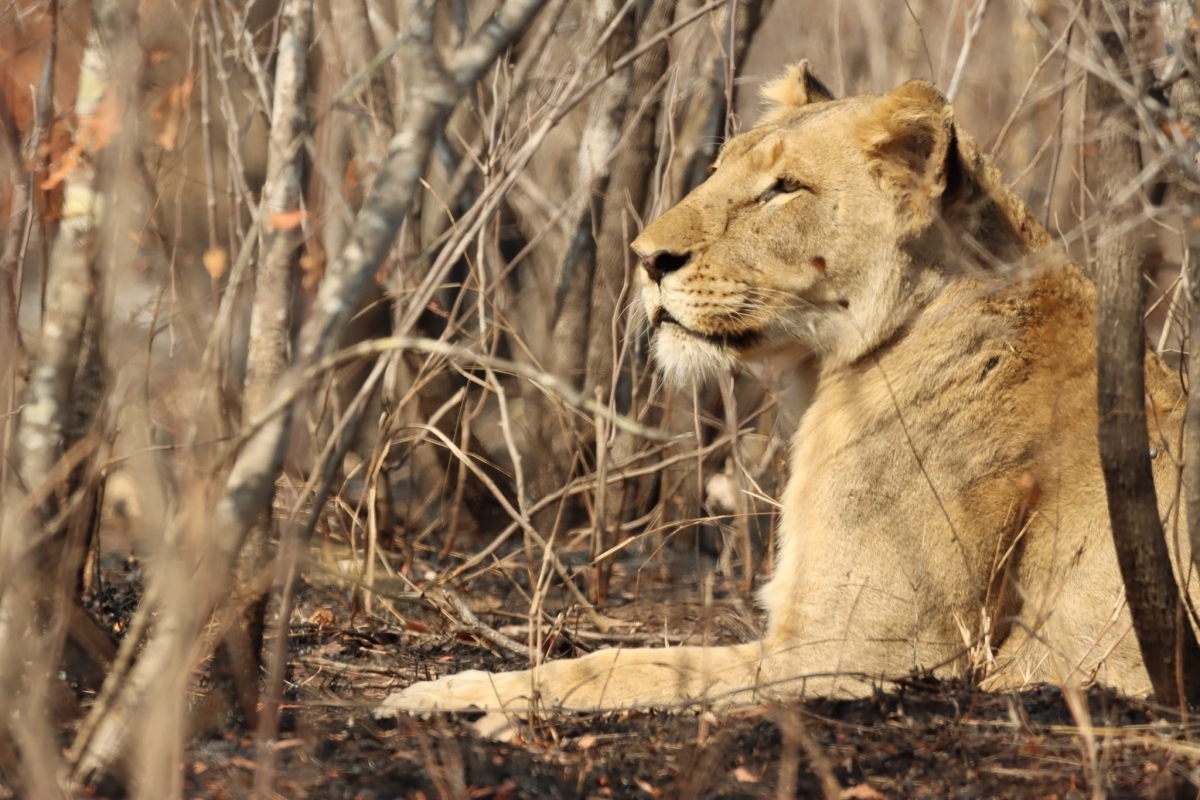 4-Day Classic Kenya Safari: Masai Mara & Lake Nakuru in a 4x4 Jeep 1