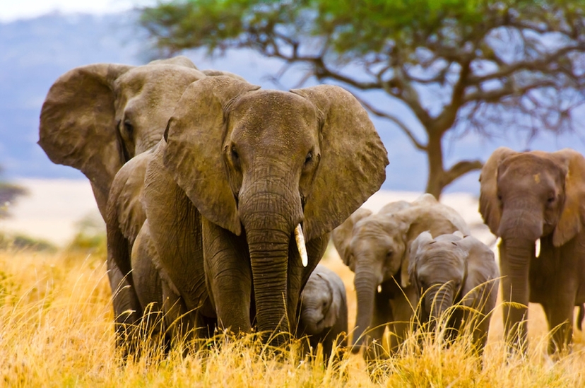 4-Day Classic Kenya Safari: Masai Mara & Lake Nakuru in a 4x4 Jeep 3