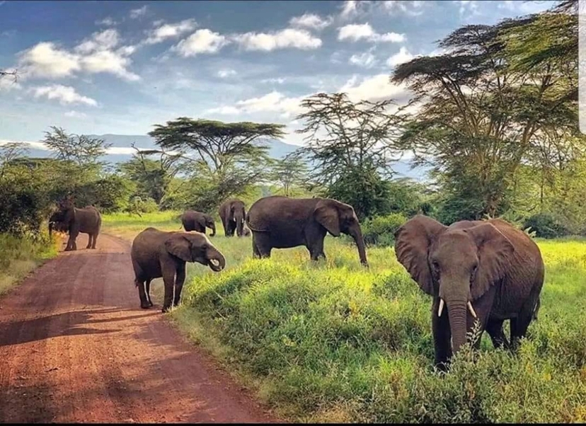 4-Day Classic Kenya Safari: Masai Mara & Lake Nakuru in a 4x4 Jeep 4