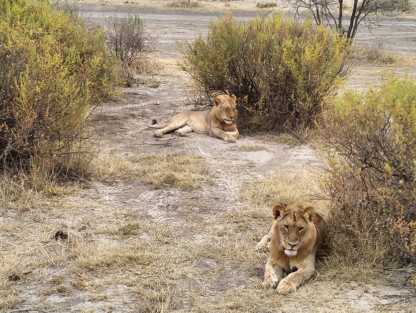 3-Day Safari Itinerary Great Wildebeest Calving Season 2