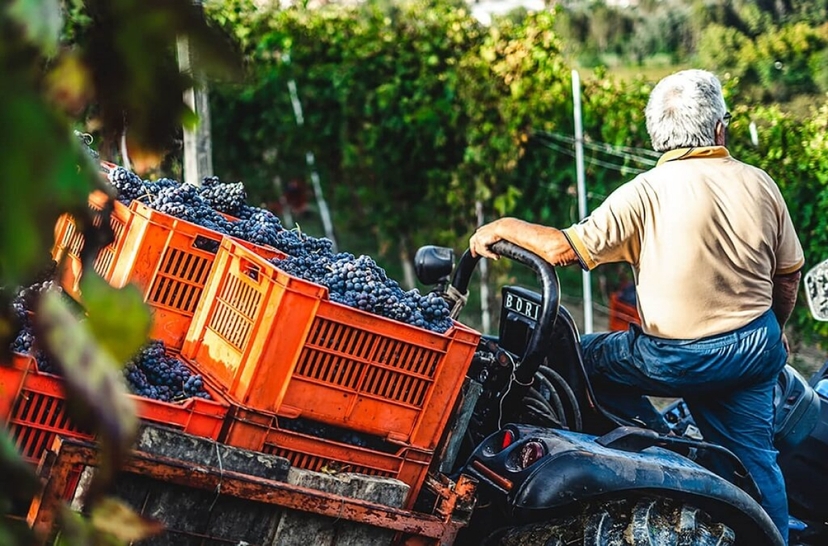 Discover Pelješac Peninsula - A Wine Tour (Small Groups) 3
