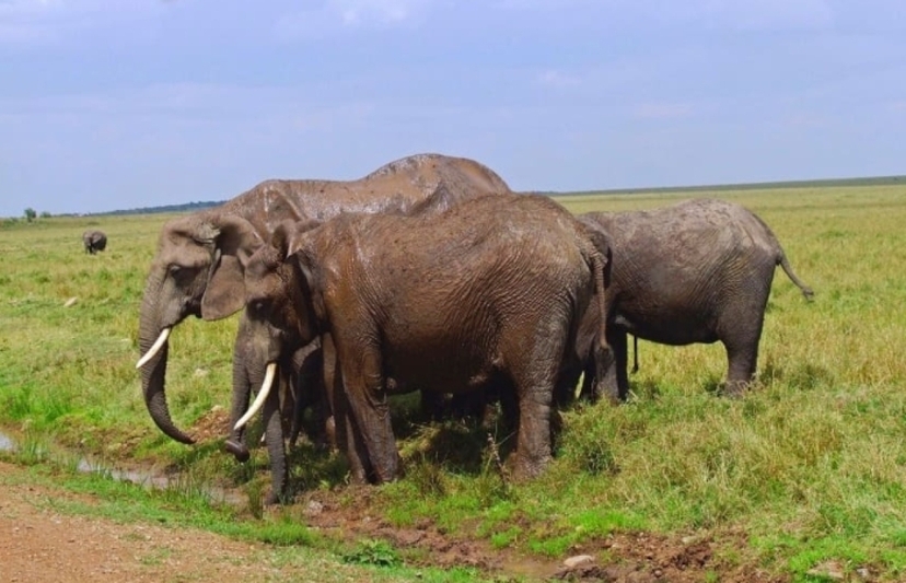 6 Days Masai Mara, L. Nakuru & Amboseli National Park. 2