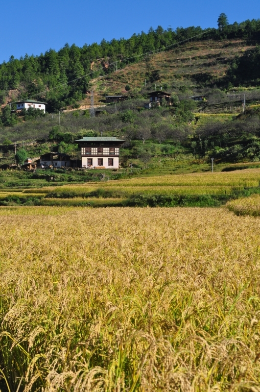Photography tour to Bhutan 13 Day 3