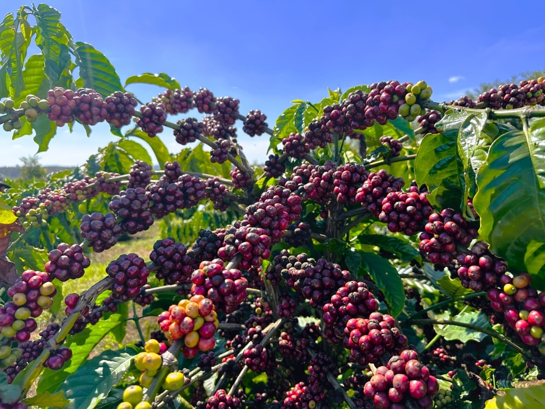 5 Days in Colombia: Flavors, Nature & Wellness in Risaralda 1