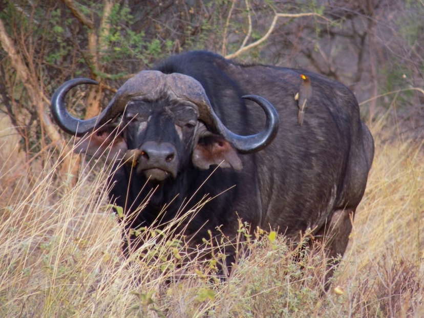 7-Day Budget Group Safari: Explore Masai Mara, Nakuru, Naivasha & Amboseli 2