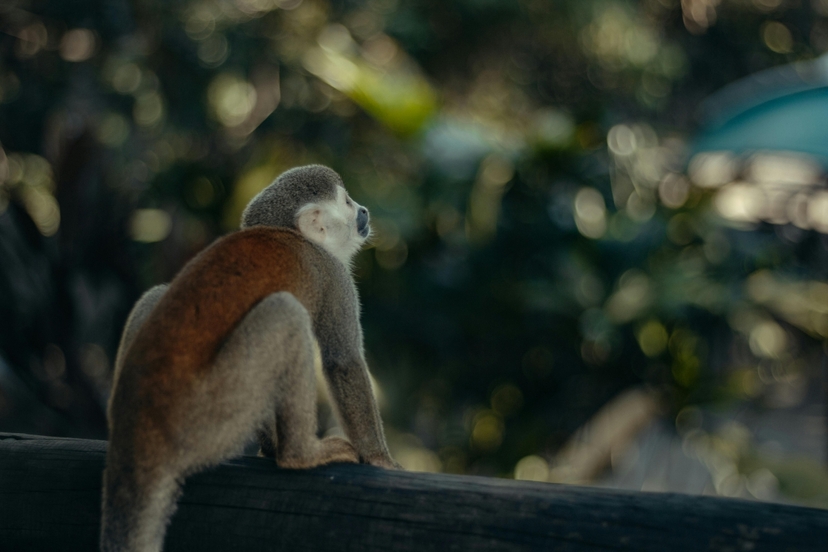 7 Days in Colombia - Bogotá to the Amazon: Nature, Culture & Discovery 4