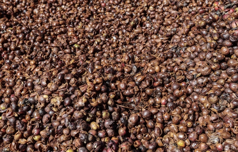 5 Days in Colombia Essence of Quindío: A Journey Through Coffee, Nature, and Culture 3