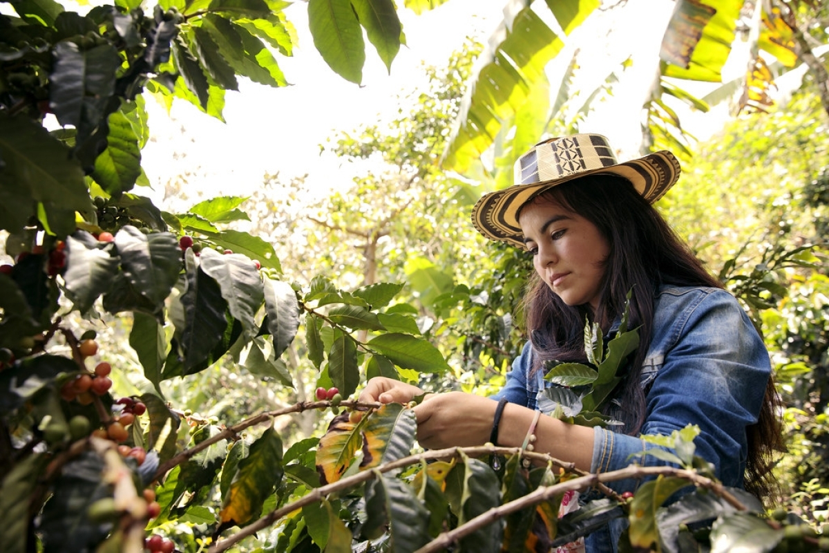 8 Days - Gastronomic Colombia: Where Culture Meets the Table 1