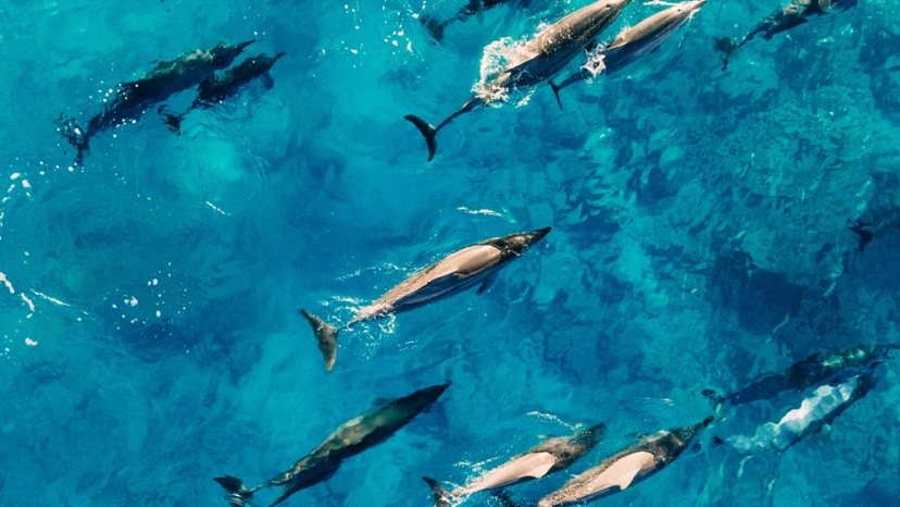 Dumaguete: Manjuyod sandbar with dolphin watching 2