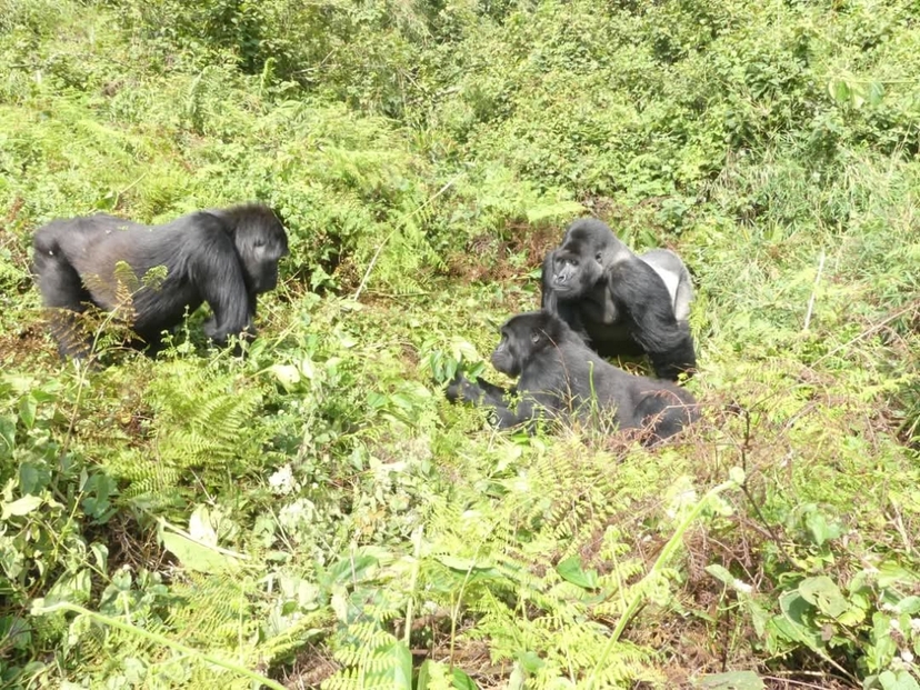 11 Day Exciting Big Five Safari Adventure And Primates 4
