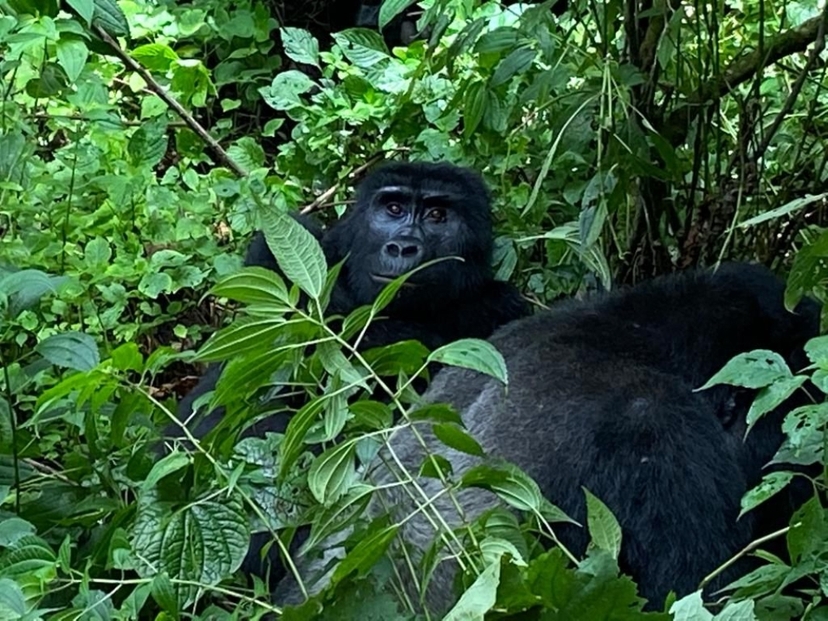 3 Days Uganda Gorilla Safari 2