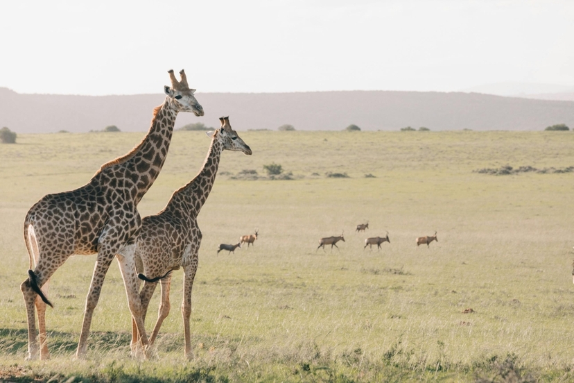 3 Day Lake Mburo National Park Wildlife Safari Uganda 3