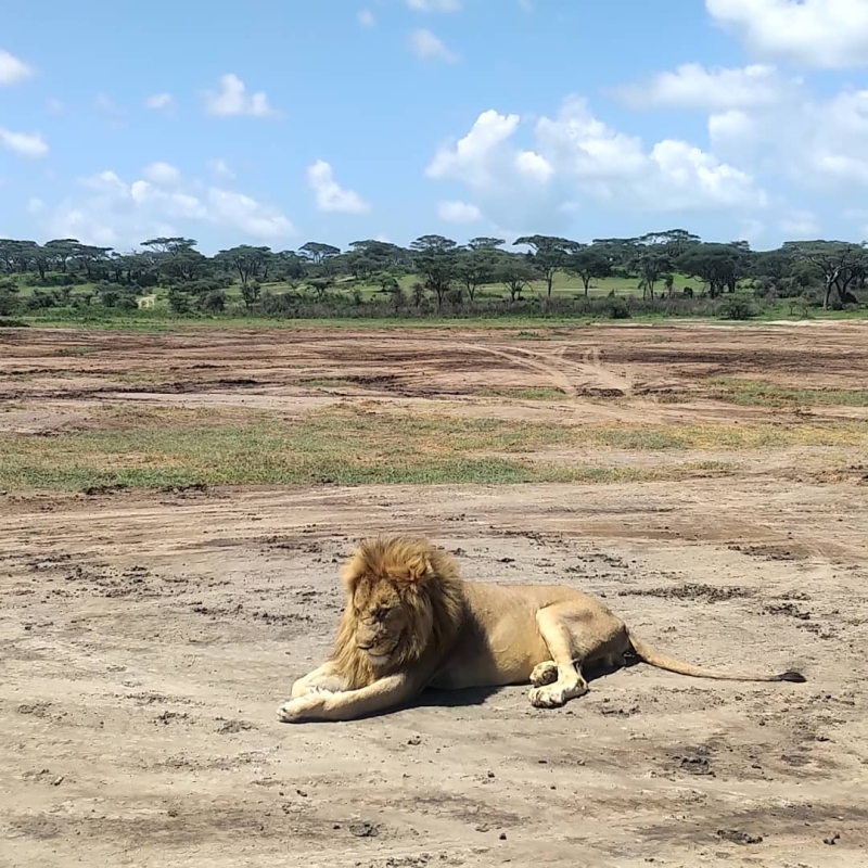 2-Day Mikumi Classic Safari - Budget Edition (from Dar Es Salaam) 1
