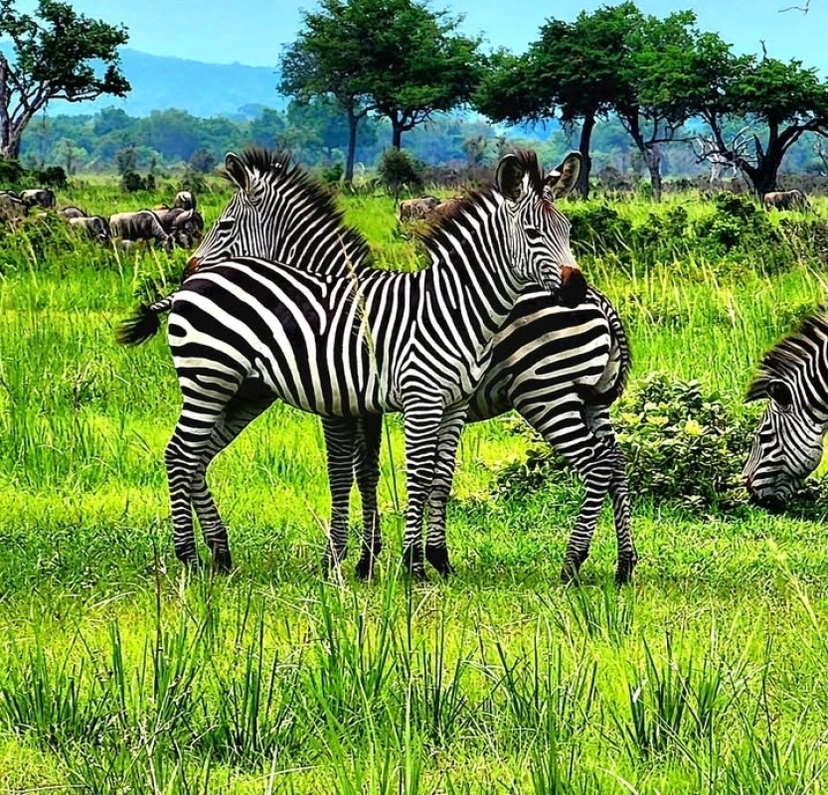2-Day Mikumi Classic Safari - Budget Edition (from Dar Es Salaam) 2