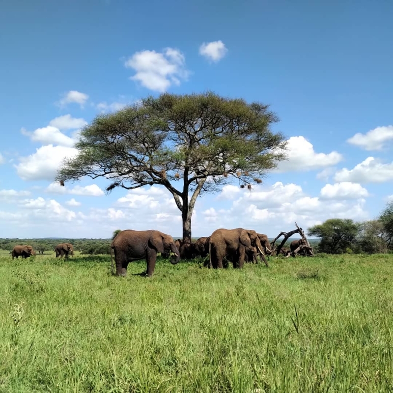 2-Day Mikumi Classic Safari - Budget Edition (from Dar Es Salaam) 4