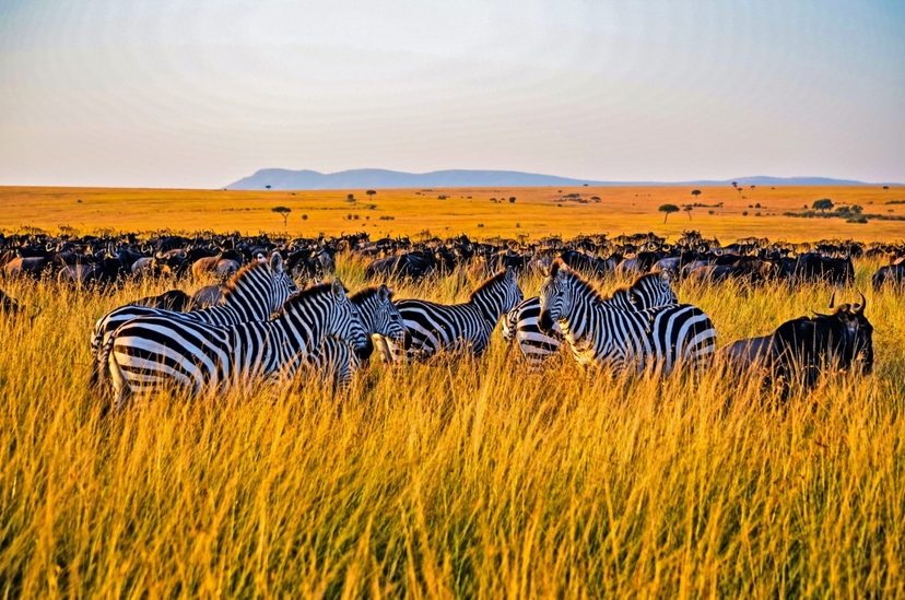 4 Days Masai Mara & L. Nakuru National Park 3