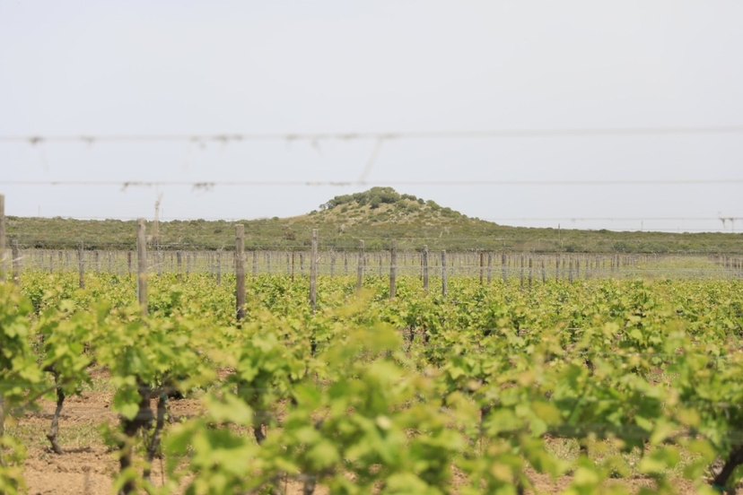 Taranto & Manduria Wine Experience from Lecce 4
