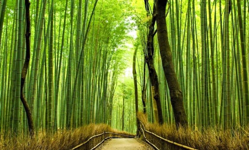 Kyoto Heritage Tour: Arashiyama, Fushimi Inari & Kiyomizu-dera on Luxury Coach 4