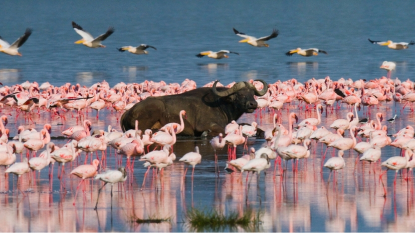 Marvels of Kenya Safari Tour 2