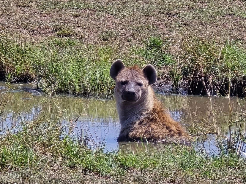 Kenya Bush to Beach Safari: 8 Days of Wildlife & Relaxation 3